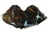 Polished Pallasite Meteorite ( g) Slice - NWA (Prov) #303848-1